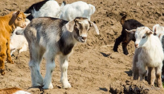 Valea Iazurilor: relaxare cu imagini... orgasmice! svg+xml,%3Csvg%20xmlns%3D%22http%3A%2F%2Fwww.w3 - Valea Iazurilor: relaxare cu imagini... orgasmice!